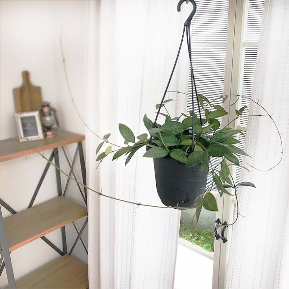 Amazon｜観葉植物 ホヤ nap16 4号 吊り鉢 吊り下げ ハンギング